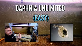 How I Raise Daphnia Water Fleas And You Can Too [upl. by Palmore]