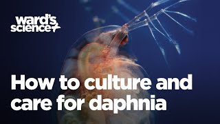 Caring and Culturing for Daphnia [upl. by Adnohrahs]