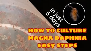 How to Culture Magna Daphnia Easily [upl. by Ettenrahs]