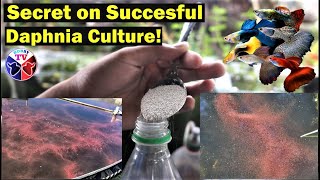 How to Culture Daphnia Successfully [upl. by Eirtemed]