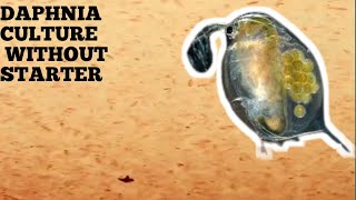 HOW TO CULTURE DAPHNIA NATURALLY WITHOUT A STARTER [upl. by Llertal378]