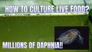 How to Culture Daphnia Secret Method to Breed MILLIONS  Simply Aquatic [upl. by Jillian607]