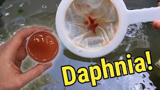 How I Culture Daphnia In Outdoor Tubs [upl. by Azzil]