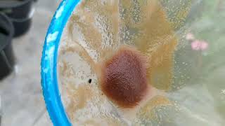 How to culture daphnia moina in a small container Part 1 English Subtitle [upl. by Alocin725]