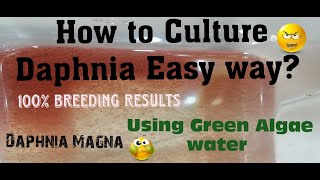 Daphnia MagnaHow to Culture Daphnia Easy wayCulturing Daphnia using Green water Daphnia [upl. by Dylane]