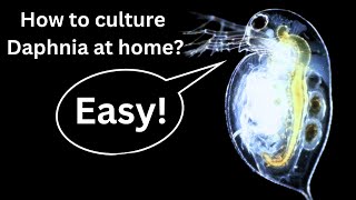 BEST Live Fish Food Beginner guide How to Culture Daphnia at home [upl. by Ellitnahc]