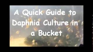 How to culture daphnia outside [upl. by Zerelda]