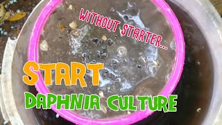 How to culture daphnia moina the easy way 1  Starting the Daphnia culture [upl. by Obed]