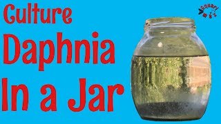 How to Culture Daphnia in a Jar [upl. by Inesita]