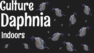 How to Culture Daphnia [upl. by Lustig261]