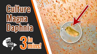 How to culture DAPHNIA MAGNA  The easy way [upl. by Sinned425]