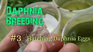 Daphnia Culture made simple and easy 3  Hatching Daphnia eggs [upl. by Hserus]