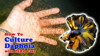 How to Culture Daphnia with ZERO Cost  Unlimited Live Food For Our Fish [upl. by Drarej]