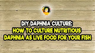 DIY Daphnia Culture How to Culture Nutritious Daphnia as Live Food for Your Fish [upl. by Nnad]