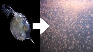 How I Culture Daphnia [upl. by Grand]