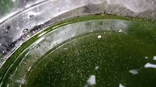 DAPHNIA MOINA CULTURE IN A SMALL BUCKET [upl. by Felder]