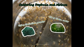 How To Culture Daphnia and Moinas using Green Water Spirulina powder [upl. by Nroht868]