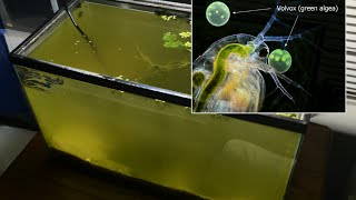 Raising Daphnia for the Freshwater Aquarium [upl. by Currey]