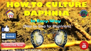 HOW TO CULTURE DAPHNIA In Easy Way [upl. by Twelve]